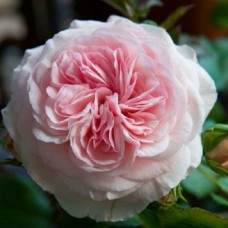 Троянда Марія Терезія (Роза Mariatheresia)